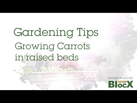 How to Grow Carrots in Raised Beds