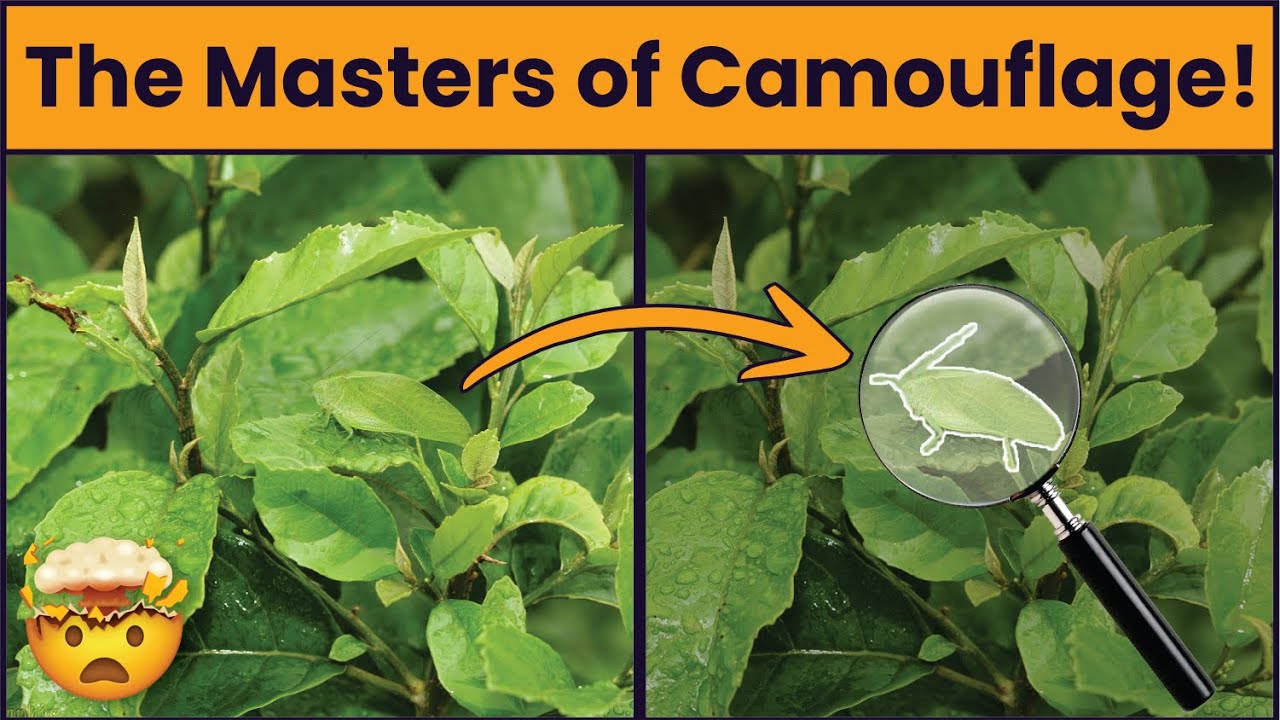 TOP 10 Animals with Mind Blowing Camouflage | The Discovery Chronicle