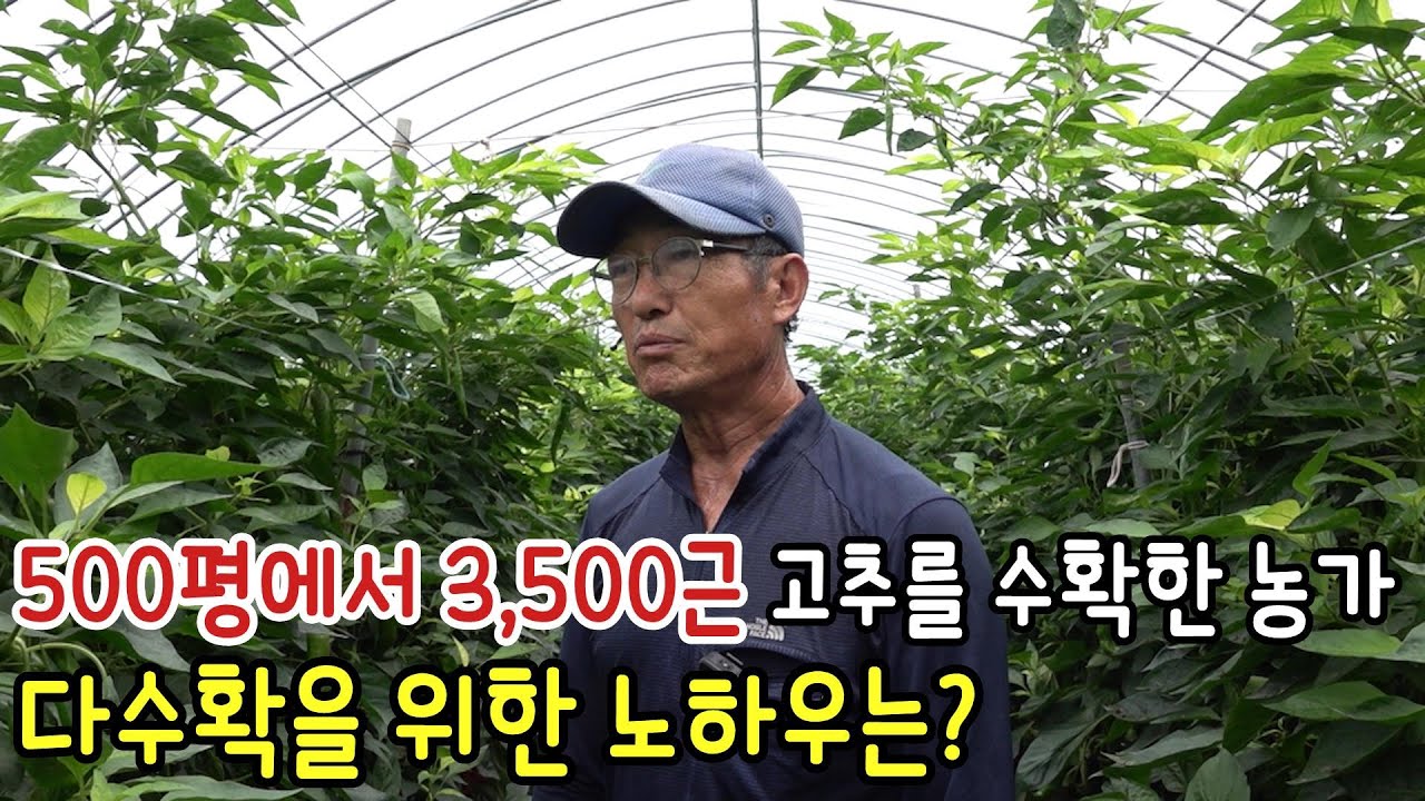 고추 500평에서 3,800근 고추를 수확한 농가의 노하우는?
