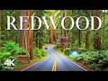 Redwood 4K | Walk Among Towering Giants &amp; Misty Ancient Forests – Nature’s Masterpiece of California