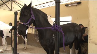 Caballos Europeos  Frisones, Barroco Pinto , Gypsy Vanner Criadero Diluo  Briceño Cundinamarca