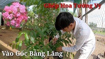 Chia Sẻ Ghép Hoa Tường Vy Vào Gốc Bằng Lăng ( Dành Cho Người Mới Tập Chơi )