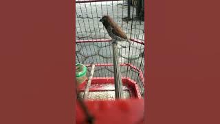 BURUNG PEKING ATW EMPRIT INI GACOR SUARA KENARI #empritjawa #empritgacor #shorts #shortvideo