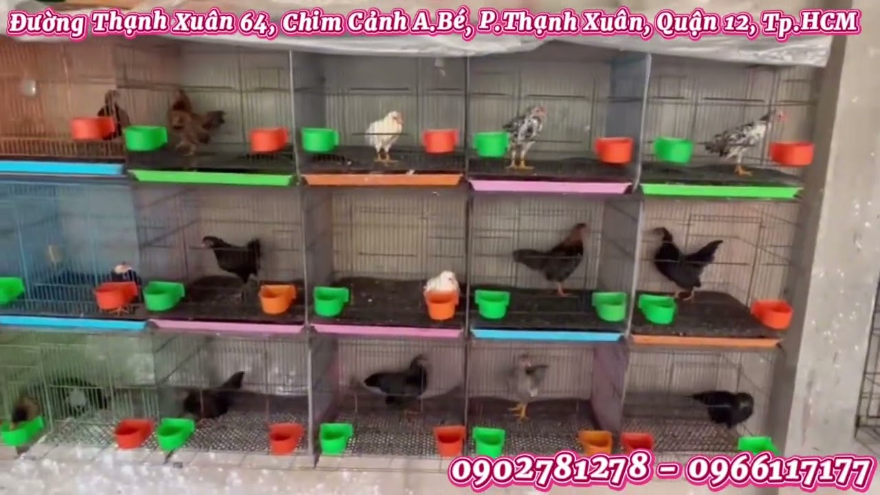 06/02/2026: gà tre Bắc✔️ gà vip✔️ bội gà✔️ 