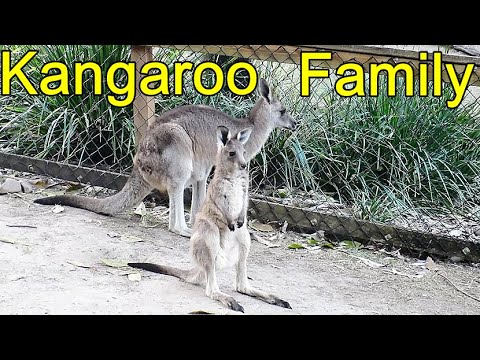 Tu Scendi Dalle Stelle Canzoni Di Natale Featuring The