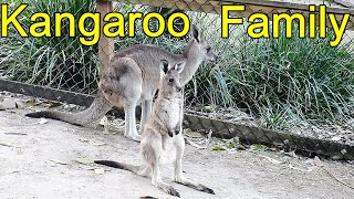 Kangaroo Family - Mum and baby grey kangaroo on the Gold Coast Queensland Australia