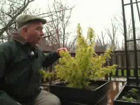 Video: Come coltivare gli arbusti di Sobaria - Informazioni su Sobaria False Spirea