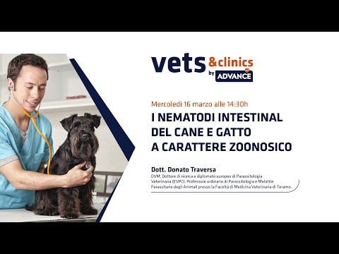 Video: Nematodi in cani e gatti