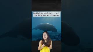 What's the difference? Dugong Vs Manatee #shorts #wildlife #biology