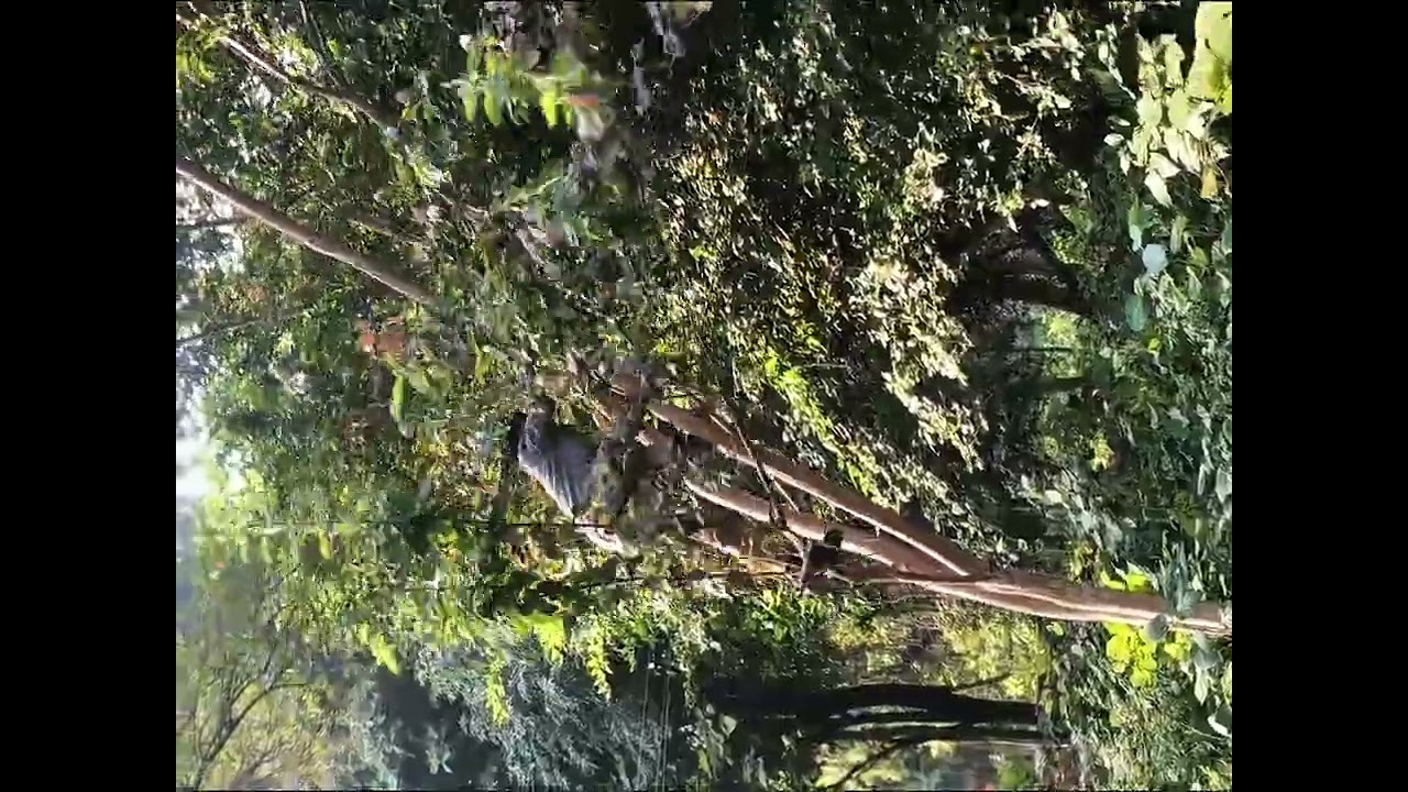 My blog video short and long 