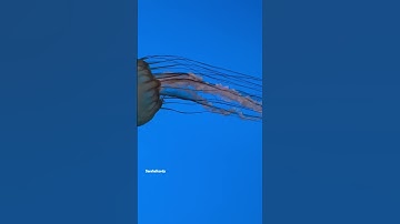 #quran #تلاوة_خاشعة #hollyquran #قرآن #المصحف #قرآن_كريم #القرآن_الكريم #اكسبلور #explore