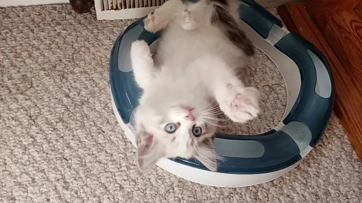 Video 3071791: lynx kitten, lynx female, home cattery, color kittens, kitten sweet