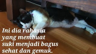 Cara Membuat Kucing Kampung Menjadi Bagus Dan Sehat.