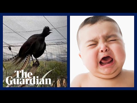 Lyrebird in Australia perfectly mimics crying baby