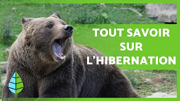 Quels sont les animaux qui hibernent en hiver ?