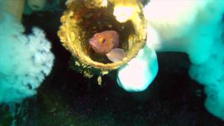 Scuba Diving in Wreck alley, San Diego, CA ***2012 EMMY NOMINEE**