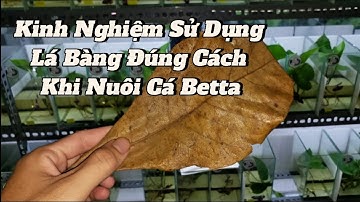 Kinh Nghiệm Sử Dụng Lá Bàng Đúng Cách Khi Nuôi Cá Betta - Shop Betta Koi Trung Le