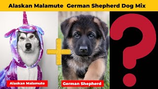 Meet the Malamute German Shepherd Mix: A Dog That Can Do It All