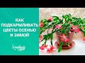 ДЕКАБРИСТ МОЖЕТ ЦВЕСТИ ТРИ РАЗА В ГОД!!! Как подкармливать  цветы осенью и зимой