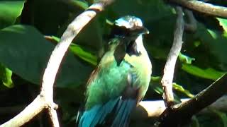 Torogoz, ave nacional de El Salvador