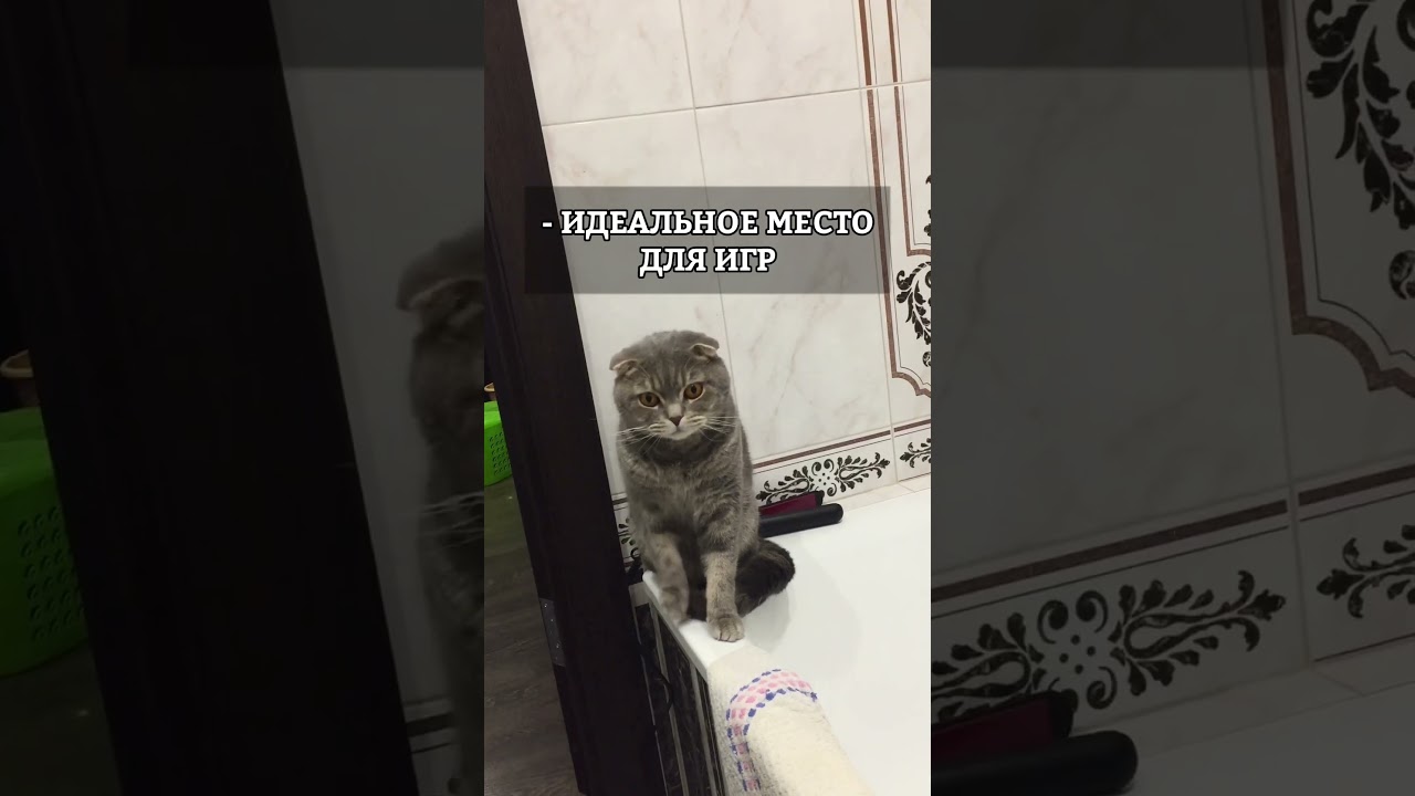 ПОЧЕМУ КОТ ХОДИТ В ТУАЛЕТ ЗА ХОЗЯИНОМ?