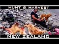 HUNT and HARVEST NEW ZEALAND Himalayan Tahr RED DEER