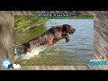 Spinone Italiano 🐶🐾 Everything Dog Breeds 🐾🐶 の動画、YouTube動画。