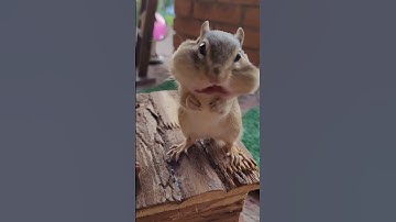 ADORABLE chipmunk stuffing cheeks with hazelnuts