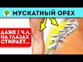 Зачем есть мускатный орех? Лечебный свойства ореха впечатляют