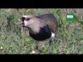 RIO VERDE - EL ALCARAVAN (vanellus chilensis)