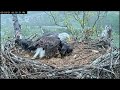 Bella Protects Eaglets - Severe Weather Tstorms - Tornado Warning -  May 3, 2021 - NCTC Eagles