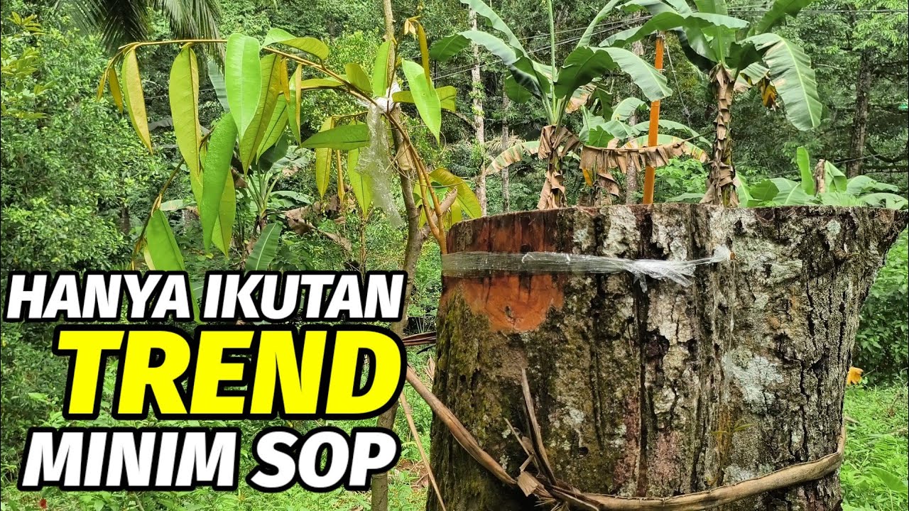 Banyak petani yang hanya modal ikut-ikutan menanam tapi tidak tau SOP durian premium. 