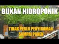 Cara Menanam Kangkung Dalam Botol Tidak Perlu Penyiraman Lagi  Sampai Panen | Urban Farming