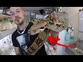 Je VISITE la PIECE d' ÉLEVAGE d'un abonné ! SERPENT très AGRESSIF [ PARTIE 1 ]