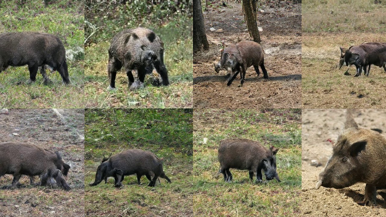 Generating Wild Boar, Boar, Sus Scrofa with Deep Learning