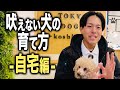 愛犬の吠え癖で悩んでいる時のしつけ対処法4選(自宅編)【ドッグトレーナー解説】