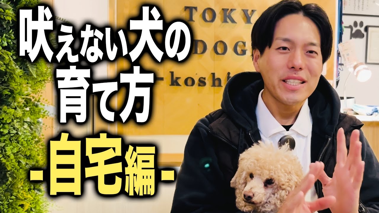 犬のしつけ方について。しつけの効果が最大になる準備をしよう