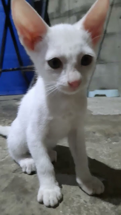 Your my little Liza #cat #kitten #cuteanimals #catlovers