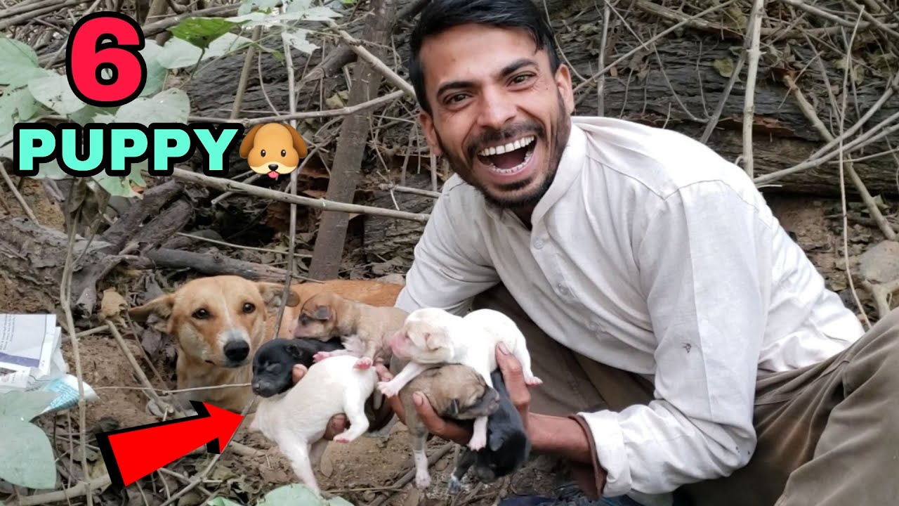 कुत्ते ने दिया 6 बच्चे Im Am So Happy My Dog Born 6 Puppies