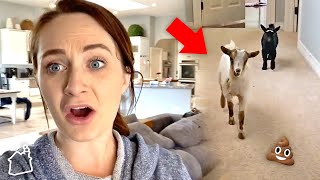 GOATS BREAK INTO THE HOUSE AND DESTROY IT!