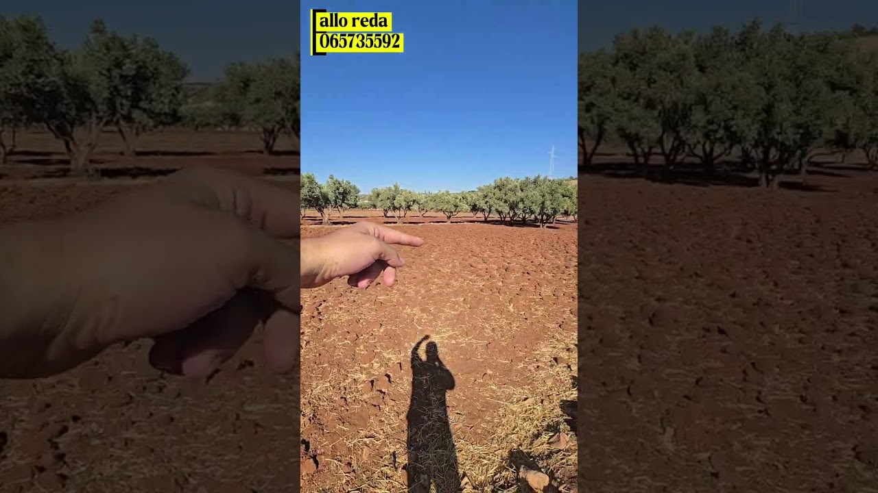 جوج أراضي فلاحية طريق فاس عيون سمار بثمن مناسب | صالحة للسكن والفلاحة 