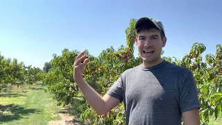 how to grow peaches 🍑 as taught by an 85 year old orchardist