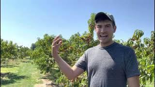 How to Grow Peaches 🍑 as Taught By an 85 Year Old Orchardist