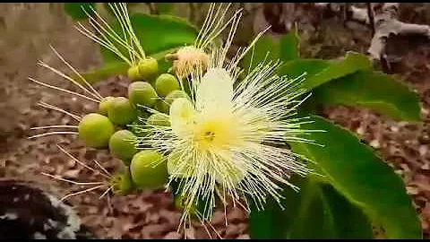 Para que serve a flor do pequi?