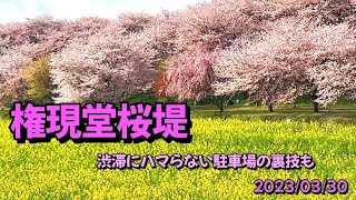 1番お勧めの桜スポット 権現堂桜堤 渋滞にハマらない駐車場の裏技も