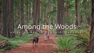 Details Among the Woods | An Autumn Day in Humboldt Redwoods News