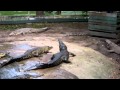 Feeding the Crocodiles @ Miri Crocodile Farm Cum Mini Zoo