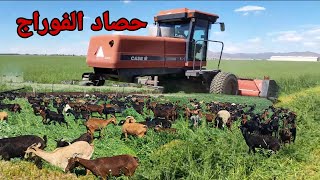 حصاد الفوراج للغنم الماعز العجول وتقنيات متميزة