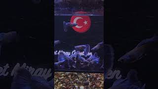 Moscow Electric Blue