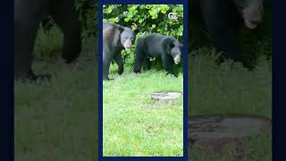 Video shows bear charge toward Collier County woman filming near lanai